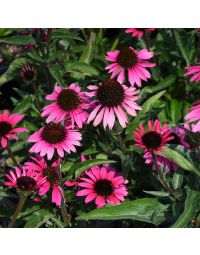 Echinacea, Coneflower 'Dark Shadows™ Wicked'