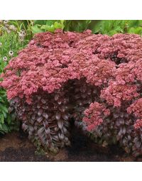 Sedum, Stonecrop 'Dark Magic'