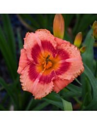 Hemerocallis, Pink Daylily 'Strawberry Candy'