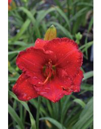 Hemerocallis, Red Daylily 'Desert Flame'