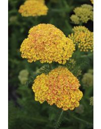 Achillea, Compact Yarrow 'Desert Eve™ Terracotta'