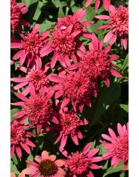 Echinacea, Coneflower 'Double Scoop™ Raspberry'