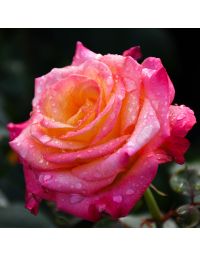 Rosa, Tea Rose 'Dream Come True'