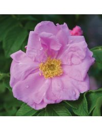 Rosa, Shrub Rose 'Dwarf Pavement'