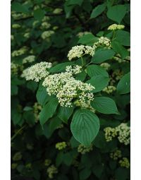 Cornus, Pagoda Dogwood Tree