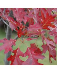 Quercus, Northern Pin Oak (Large Sizes)