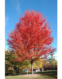 Acer, Freeman Maple 'Autumn Blaze®'