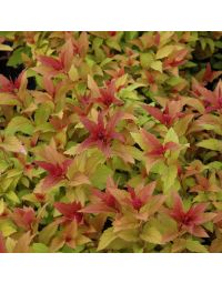 Spiraea, Bumalda Spirea 'Goldflame'