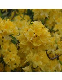 Rhododendron, Azalea 'Lemon Lights'