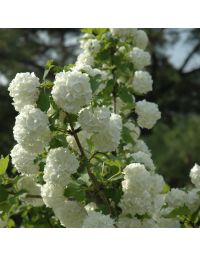 Viburnum, Guelder Rose 'Common Snowball'