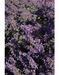 Nepeta, Cat's Meow Catmint 'Walker's Low'