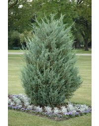 Juniperus, Rocky Mountain Juniper 'Moonglow' (Large)