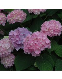 Hydrangea, Bigleaf 'Endless Summer® The Original'