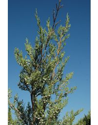 Juniperus, Chinese Juniper 'Hetz Green'