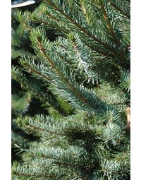 Picea, Serbian Spruce 'Bruns'