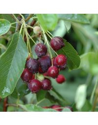 Amelanchier, Serviceberry Shrub 'Regent'