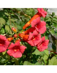 Campsis, Trumpet Vine 'Balboa Sunset®'