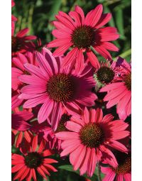 Echinacea, Coneflower 'Dream™ Glowing Dream'