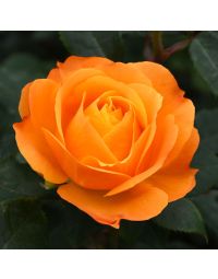 Rosa, Tea Rose 'Good as Gold™'