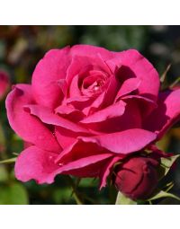 Rosa, Tea Rose 'Grand Dame™'