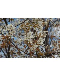 Amelanchier, Serviceberry Tree 'Autumn Brilliance®'