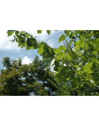 Ulmus, American Elm 'Princeton'