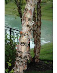 Betula, River Birch