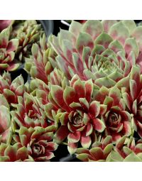 Sempervivum, Hen and Chicks 'Commander Hay'