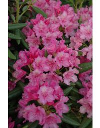 Rhododendron, Small Leaf 'Hellikki'