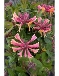 Lonicera, Everblooming Honeysuckle 'Goldflame'