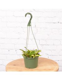 6"" Hanging Basket