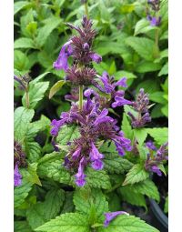 Nepeta, Dwarf Catmint 'Neptune'