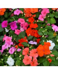 Impatiens, Custom Mix