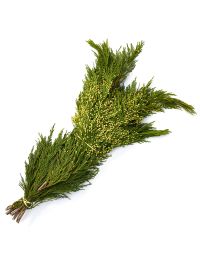 Boughs, Cedar 'Incense Cedar'