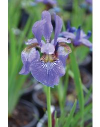 Iris, Siberian 'Caesar’s Brother'