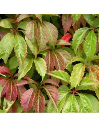 Parthenocissus, Virginia Creeper 'Engleman'