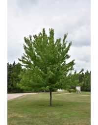 Acer, Freeman Maple 'Firefall™' (Large)