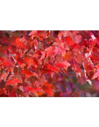 Acer, Red Maple 'Autumn Radiance®'