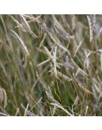 Bouteloua gracilis, Blue Grama 'Blonde Ambition'