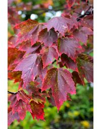 Acer, Red Maple 'Red Sunset®' (Large)