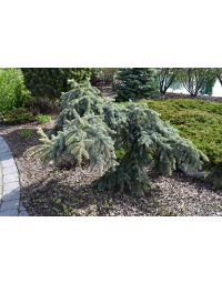 Picea, Colorado Spruce 'Weeping Blue'