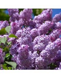 Syringa, Common Lilac 'Purple'