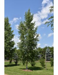 Betula, Paper Birch 'Prairie Dream®' (Large)