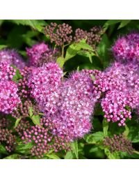 Spiraea, Bumalda Spirea 'Anthony Waterer'