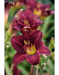 Hemerocallis, Red Daylily 'Ruby Stella'