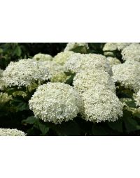 Hydrangea, Smooth 'Invincibelle Limetta®'