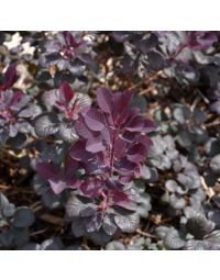 Cotinus, Smokebush 'Winecraft Black®'