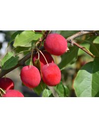 Malus, Flowering Crabapple 'Dolgo'