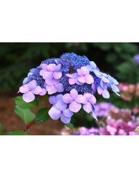 Hydrangea, Bigleaf 'Endless Summer® Twist-N-Shout™'