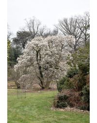 Magnolia, Loebner Magnolia 'Merrill' (Large)